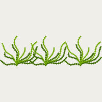 Sea Plant Thumbnail
