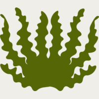 Sea Plant 2 Thumbnail