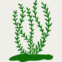 Sea Plants 3 Thumbnail