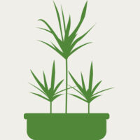 Plants 5 Thumbnail