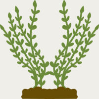 Plants 4 Thumbnail
