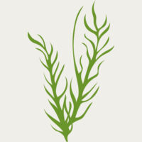 Leaves 8 Thumbnail