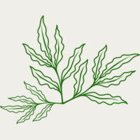 Leaves 7 Thumbnail