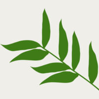 Leaves 5 Thumbnail